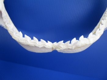 Authentic Tiger Shark Jaw Specimen (18" Wide) 100% Real Galeocerdo cuvier for $424.99  (Delivery Signature Required)