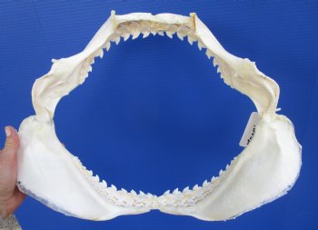Authentic Tiger Shark Jaw Specimen (18" Wide) 100% Real Galeocerdo cuvier for $424.99  (Delivery Signature Required)