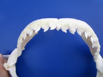 Authentic Tiger Shark Jaw Specimen (18" Wide) 100% Real Galeocerdo cuvier for $424.99  (Delivery Signature Required)