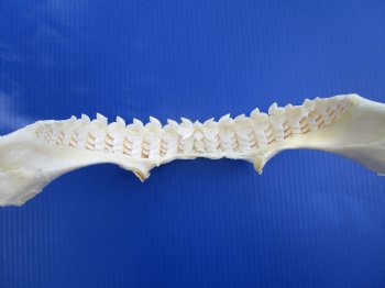 Authentic Tiger Shark Jaw Specimen (18" Wide) 100% Real Galeocerdo cuvier for $424.99  (Delivery Signature Required)