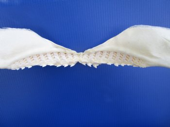 Authentic Tiger Shark Jaw Specimen (18" Wide) 100% Real Galeocerdo cuvier for $424.99  (Delivery Signature Required)