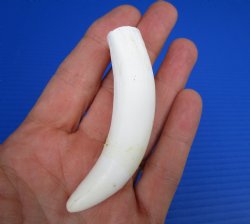 Large Florida Alligator Tooth 3.50" - Buy for $29.99