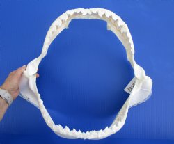 Authentic Tiger Shark Jaw Specimen (18.75" Wide) 100% Real Galeocerdo cuvier for $424.99  (Delivery Signature Required)