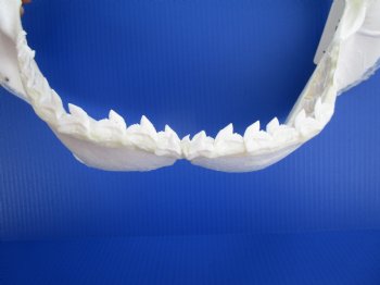 Authentic Tiger Shark Jaw Specimen (18.75" Wide) 100% Real Galeocerdo cuvier for $424.99  (Delivery Signature Required)