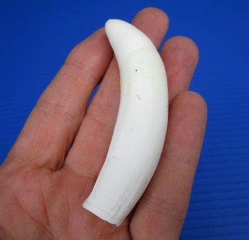 Large Florida Alligator Tooth 3.50" - Buy for $29.99