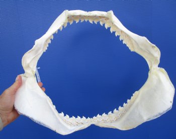 Authentic Tiger Shark Jaw Specimen (18.75" Wide) 100% Real Galeocerdo cuvier for $424.99  (Delivery Signature Required)