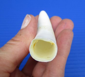 Large Florida Alligator Tooth 3.50" - Buy for $29.99