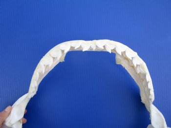 Authentic Tiger Shark Jaw Specimen (18.75" Wide) 100% Real Galeocerdo cuvier for $424.99  (Delivery Signature Required)