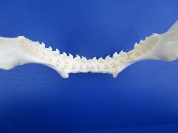 Authentic Tiger Shark Jaw Specimen (18.75" Wide) 100% Real Galeocerdo cuvier for $424.99  (Delivery Signature Required)