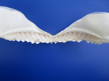 Authentic Tiger Shark Jaw Specimen (18.75" Wide) 100% Real Galeocerdo cuvier for $424.99  (Delivery Signature Required)