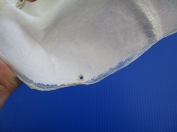Authentic Tiger Shark Jaw Specimen (18.75" Wide) 100% Real Galeocerdo cuvier for $424.99  (Delivery Signature Required)