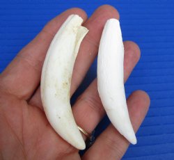 Two Florida Alligator Teeth 2-7/8", 3-1/4" - Buy these for $20 each
