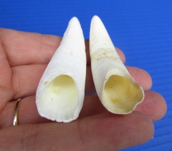 Two Florida Alligator Teeth 2-7/8", 3-1/4" - Buy these for $20 each