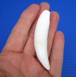 Large Florida Alligator Tooth 3" - Buy for $22.50