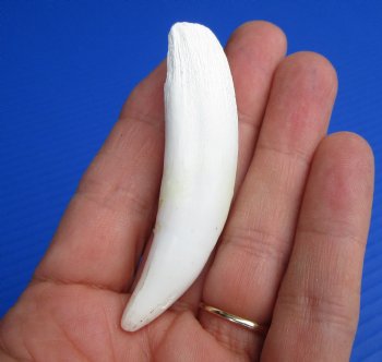 Large Florida Alligator Tooth 3" - Buy for $22.50