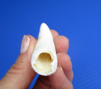 Large Florida Alligator Tooth 3" - Buy for $22.50