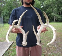 Two Whitetail Deer Antlers, 9 points (not a pair) for $59.99