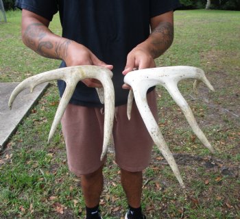 Two Whitetail Deer Antlers, 9 points (not a pair) for $59.99