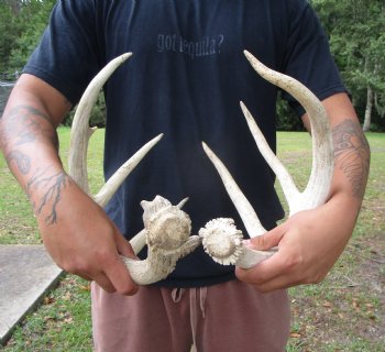 Two Whitetail Deer Antlers, 9 points (not a pair) for $59.99