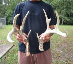 Two Whitetail Deer Antlers, 9 points (not a pair) for $59.99