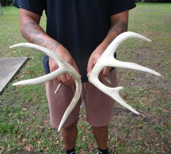 Two Whitetail Deer Antlers, 9 points (not a pair) for $59.99