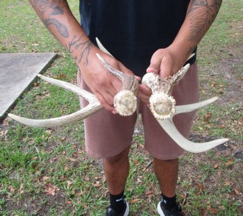 Two Whitetail Deer Antlers, 9 points (not a pair) for $59.99