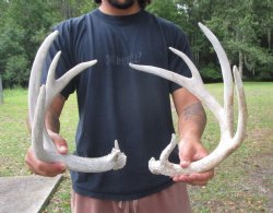 Two Whitetail Deer Antlers from 5 Point Buck (not a pair) for $59.99