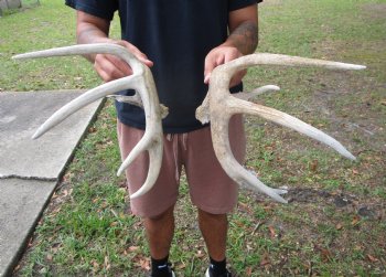 Two Whitetail Deer Antlers from 5 Point Buck (not a pair) for $59.99