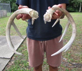 Two Whitetail Deer Antlers from 5 Point Buck (not a pair) for $59.99