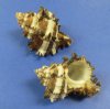 10 kilos Endive Murex Shells for hermit crab shells and shell crafts 1-1/4" to 3" - Bulk Case of 10 kilos @ $2.80 a kilo