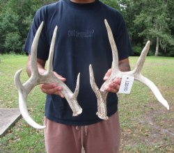 Two Whitetail Deer Antlers, 9 points (not a pair) for $59.99