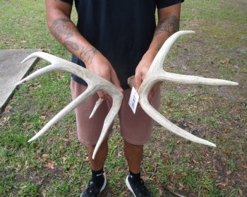 Two Whitetail Deer Antlers, 9 points (not a pair) for $59.99