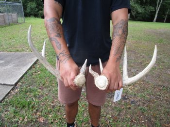 Two Whitetail Deer Antlers, 9 points (not a pair) for $59.99