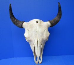 Bison Skull, American Buffalo Skull, 21-1/2 inches wide  - Buy this one for $144.99 (SHIPS UPS ONLY)