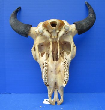Bison Skull, American Buffalo Skull, 21-1/2 inches wide  - Buy this one for $144.99 (SHIPS UPS ONLY)