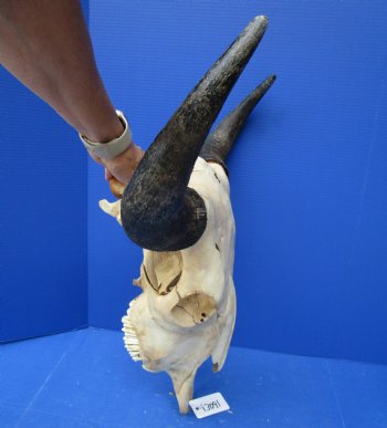 Bison Skull, American Buffalo Skull, 21-1/2 inches wide  - Buy this one for $144.99 (SHIPS UPS ONLY)