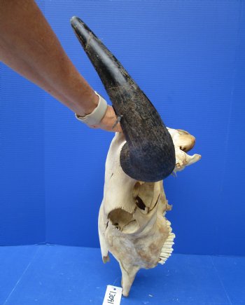 Bison Skull, American Buffalo Skull, 21-1/2 inches wide  - Buy this one for $144.99 (SHIPS UPS ONLY)
