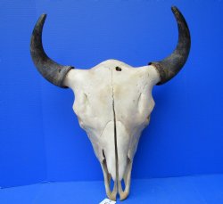 Bison Skull, American Buffalo Skull, 21-1/2 inches wide  - Buy this one for $144.99 (SHIPS UPS ONLY)
