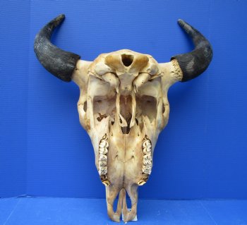 Bison Skull, American Buffalo Skull, 21-1/2 inches wide  - Buy this one for $144.99 (SHIPS UPS ONLY)
