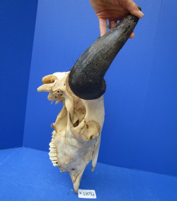 Bison Skull, American Buffalo Skull, 21-1/2 inches wide  - Buy this one for $144.99 (SHIPS UPS ONLY)