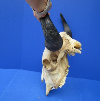 Bison Skull, American Buffalo Skull, 21-1/2 inches wide  - Buy this one for $144.99 (SHIPS UPS ONLY)