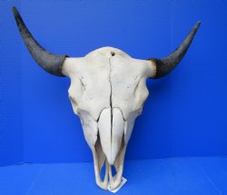 Large Bison Skull, ...