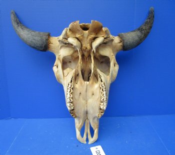 Large Bison Skull, American Buffalo Skull, 25 inches wide  - Buy this one for $144.99 (Requires Very Large Box)