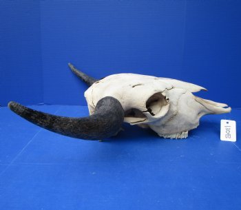 Large Bison Skull, American Buffalo Skull, 25 inches wide  - Buy this one for $144.99 (Requires Very Large Box)