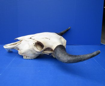 Large Bison Skull, American Buffalo Skull, 25 inches wide  - Buy this one for $144.99 (Requires Very Large Box)