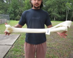 African Giraffe Radius Bone with Ulna (31.5") for $159.99