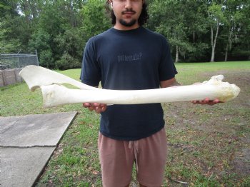 African Giraffe Radius Bone with Ulna (31.5") for $159.99