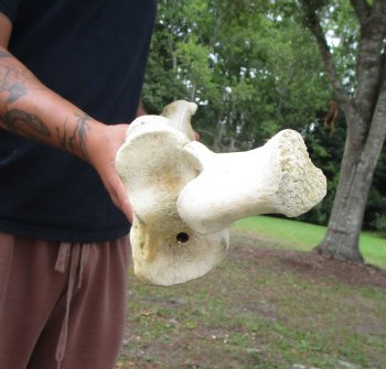 African Giraffe Radius Bone with Ulna (31.5") for $159.99