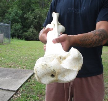 African Giraffe Radius Bone with Ulna (31.5") for $159.99