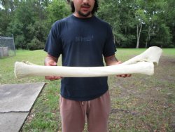 African Giraffe Radius Bone with Ulna (31.5") for $159.99